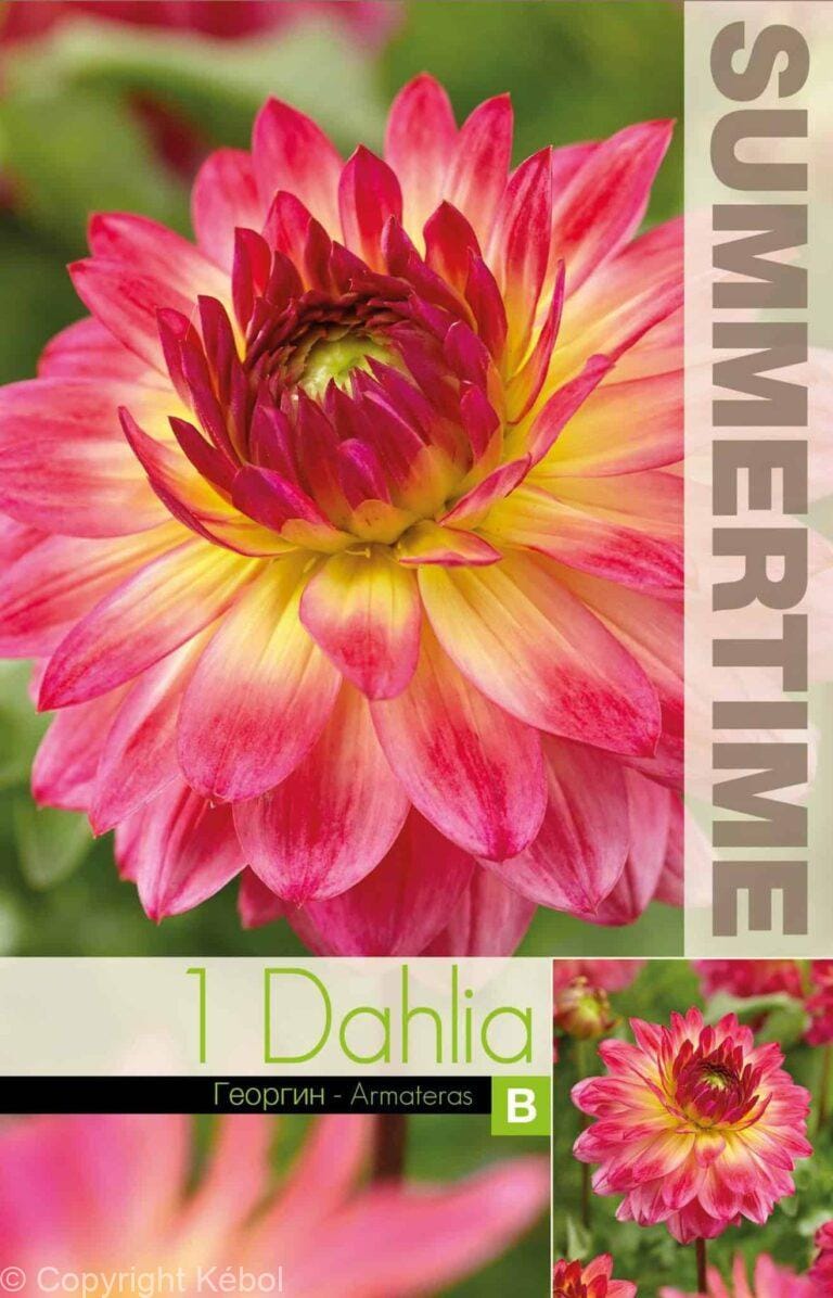 Dahlia Armateras - RB