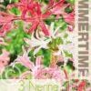 Nerine Bowdenii Mixed - RB