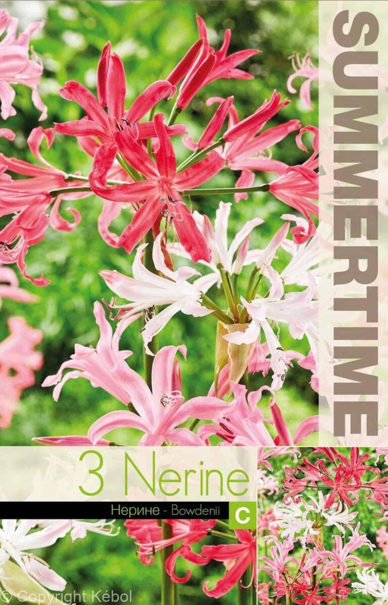 Nerine Bowdenii Mixed - RB