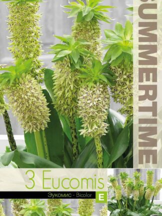 Eucomis Bicolor - RB