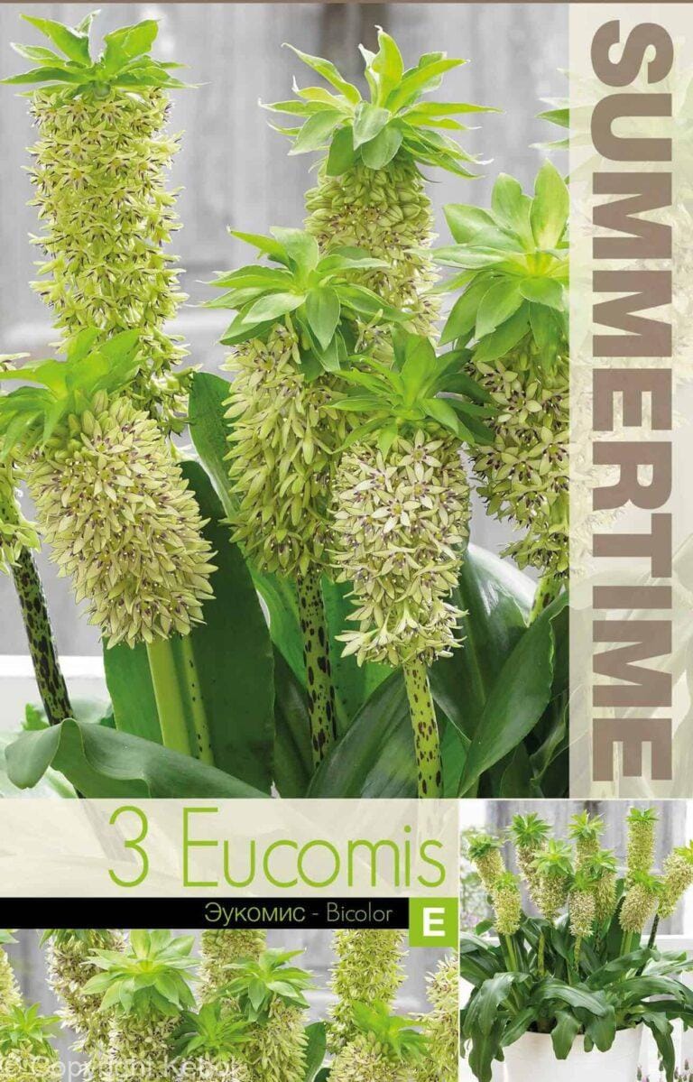 Eucomis Bicolor - RB