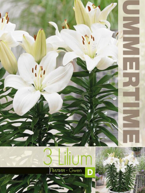 Lilium Gwen - RB