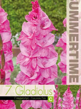 Gladiolus Fairytale Pink - RB