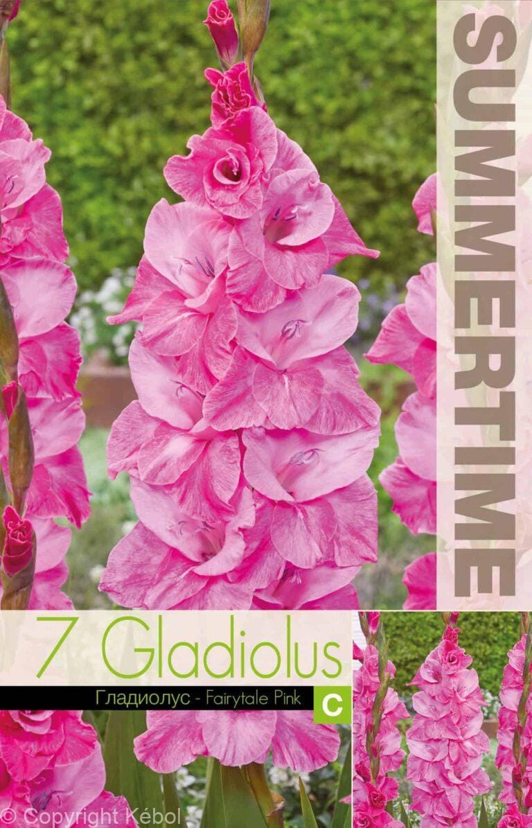 Gladiolus Fairytale Pink - RB
