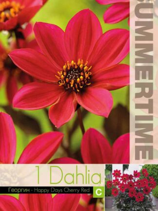 Dahlia Happy Days Cherry Red - RB