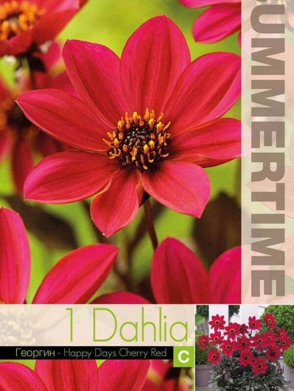 Dahlia Happy Days Cherry Red - RB