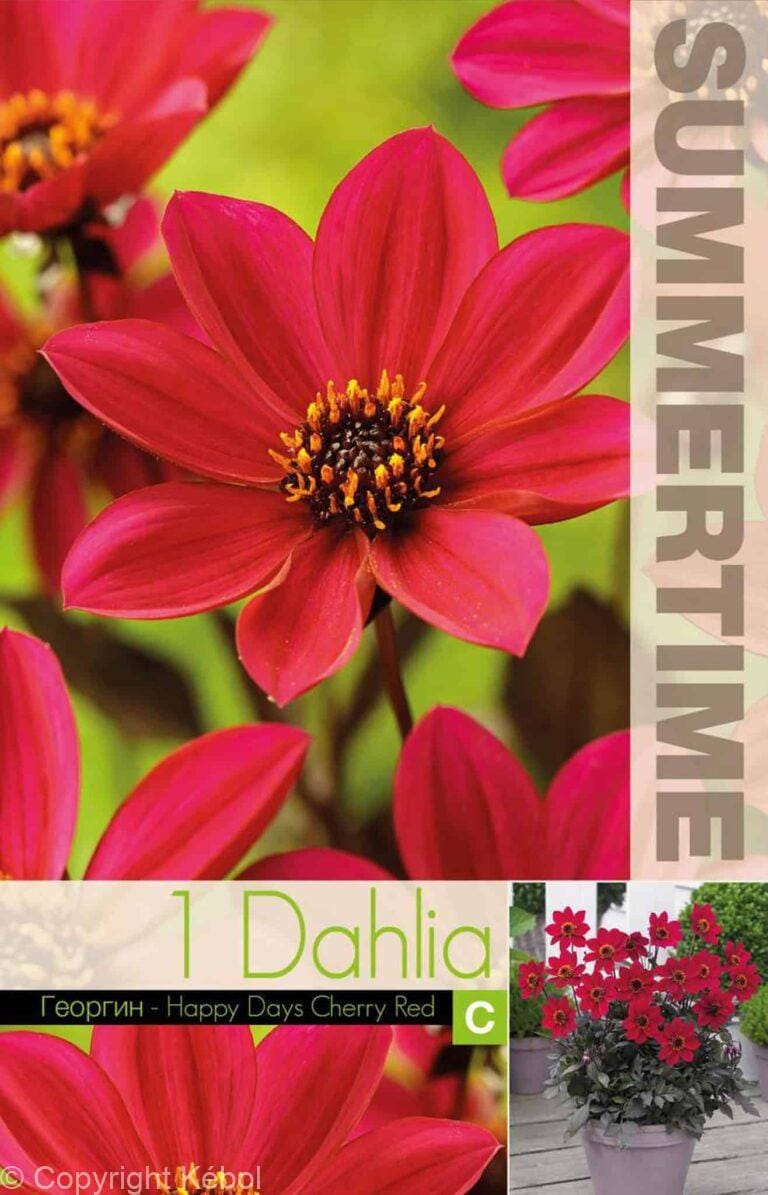 Dahlia Happy Days Cherry Red - RB