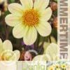 Dahlia Happy Days Lemon - RB