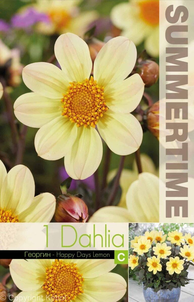 Dahlia Happy Days Lemon - RB