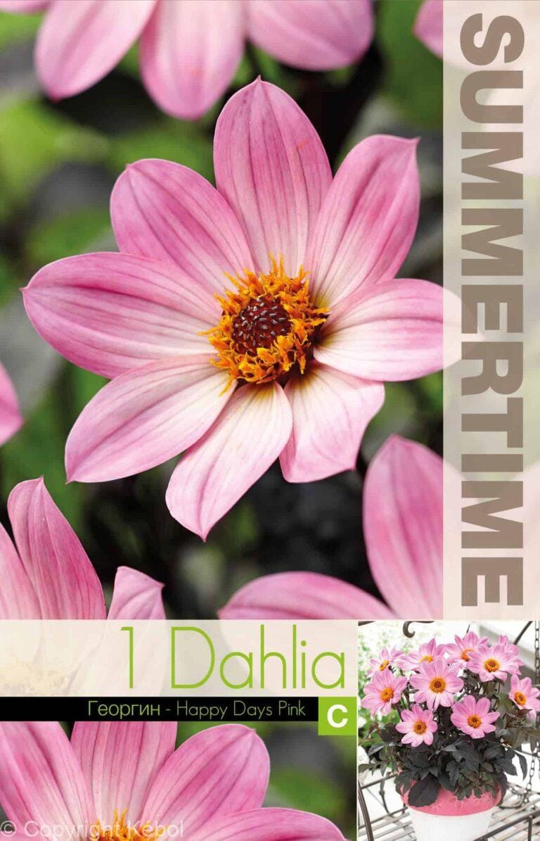 Dahlia Happy Days Pink - RB