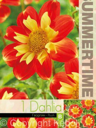 Dahlia Pooh - RB