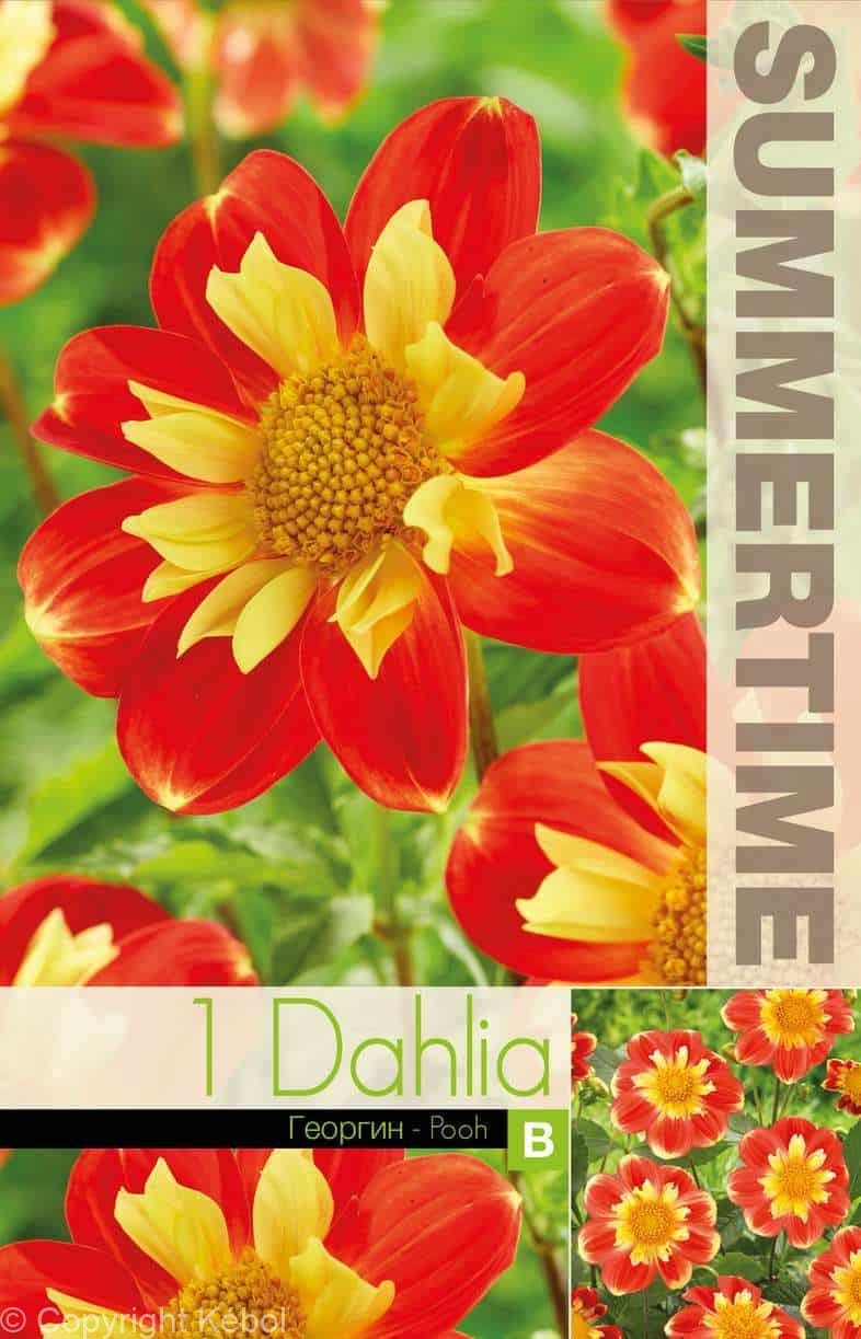 Dahlia Pooh - RB