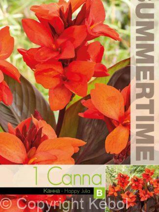 Canna Happy Julia - RB