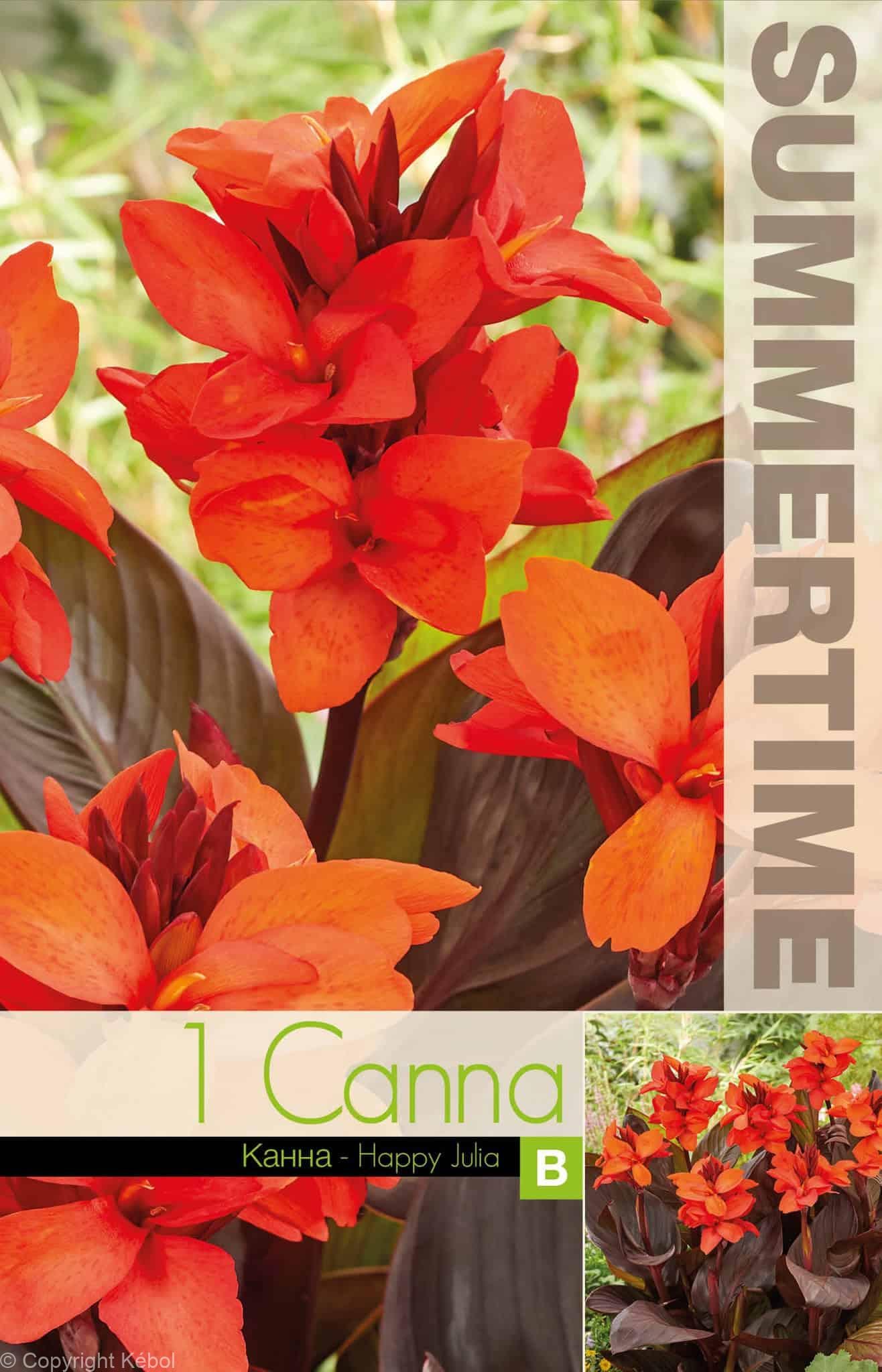 Canna Happy Julia - RB