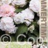 Begonia Wummi Apfelblute - RB