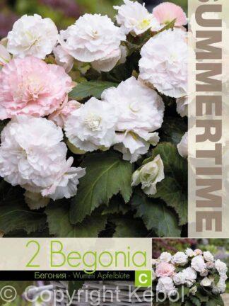 Begonia Wummi Apfelblute - RB