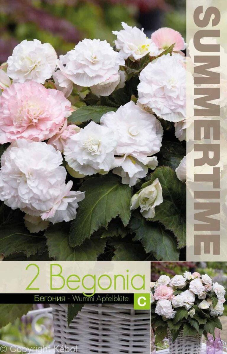 Begonia Wummi Apfelblute - RB