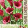 Zantedeschia Captain Promise - RB