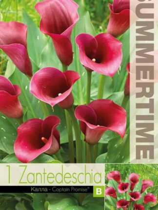 Zantedeschia Captain Promise - RB
