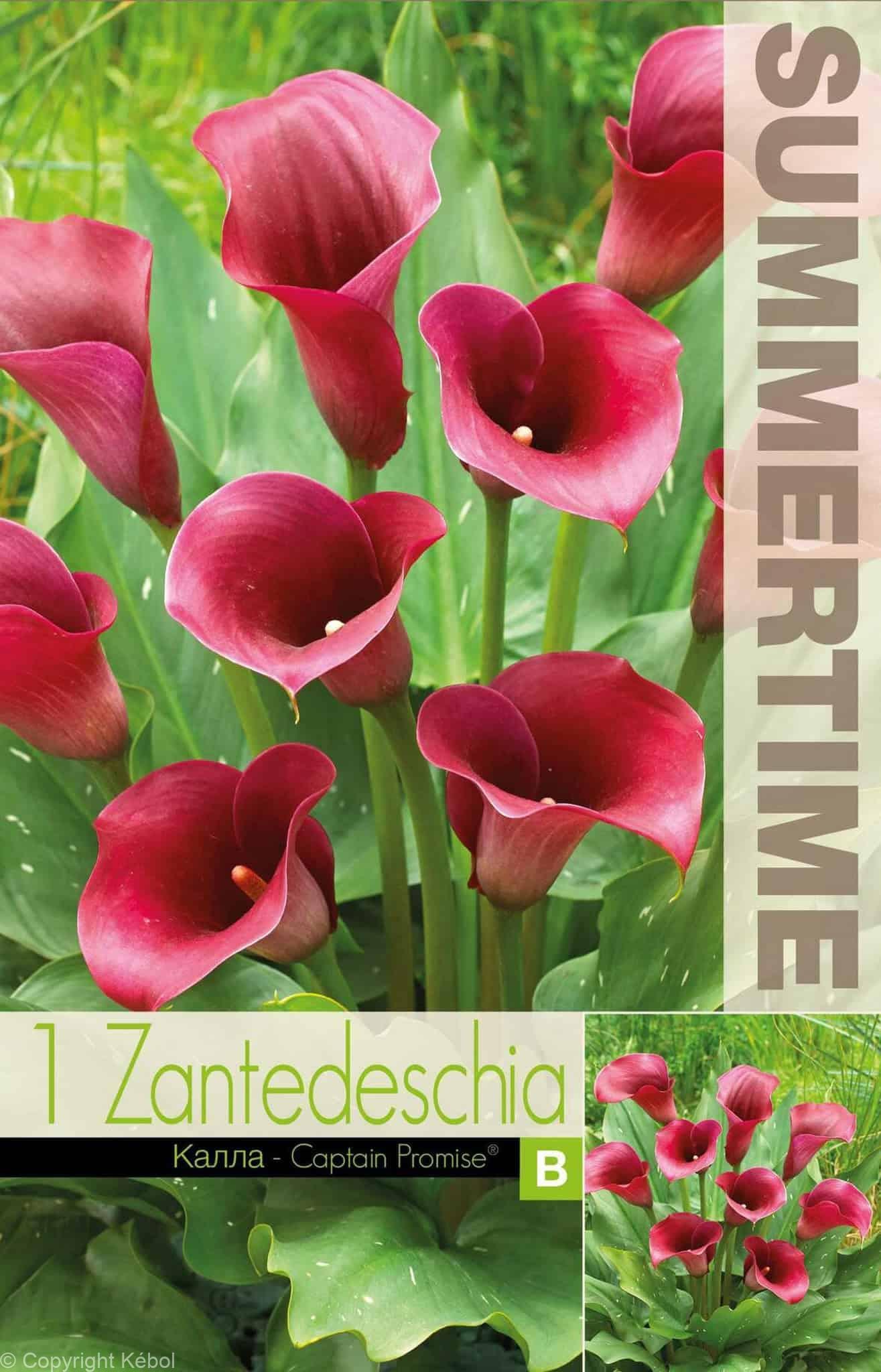 Zantedeschia Captain Promise - RB