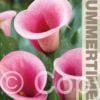 Zantedeschia Captain Violetta - RB