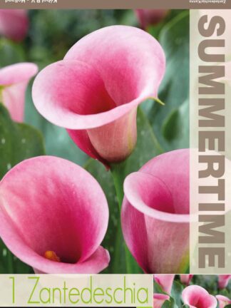 Zantedeschia Captain Violetta - RB