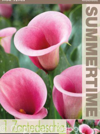 Zantedeschia Captain Violetta - RB