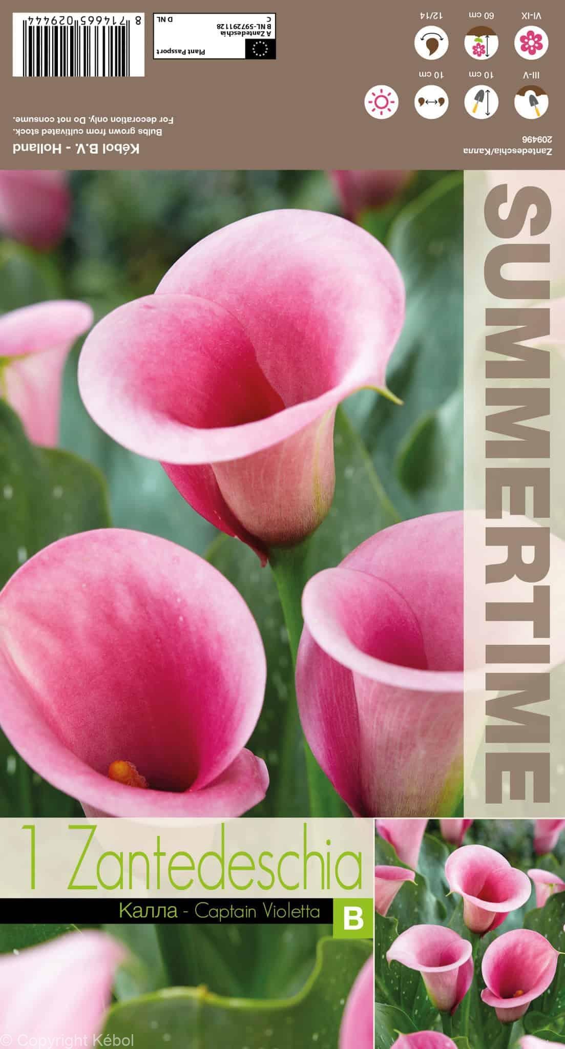 Zantedeschia Captain Violetta - RB
