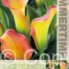 Zantedeschia Captain Lido - RB
