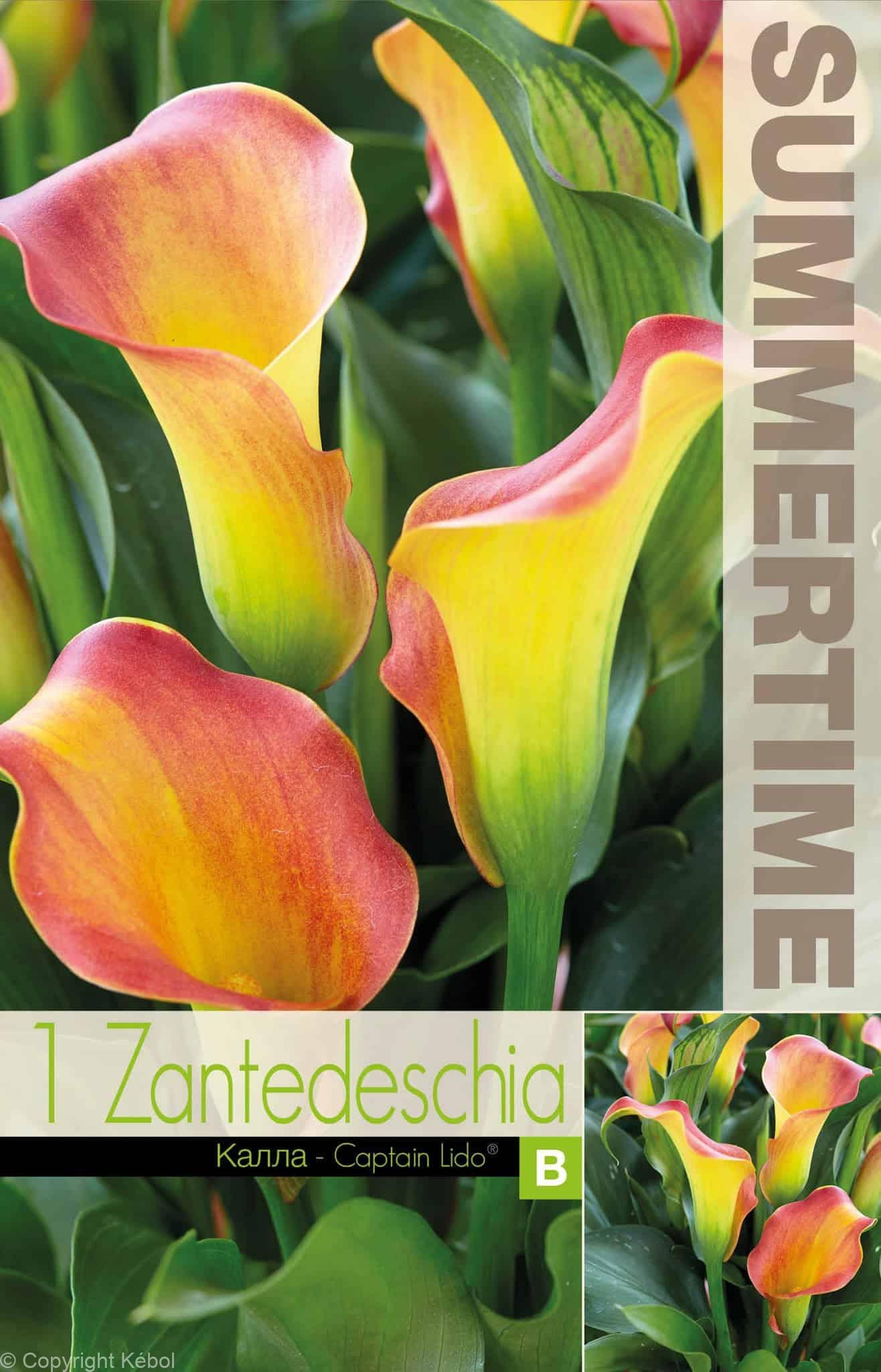 Zantedeschia Captain Lido - RB