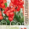 Canna Happy Carmen - RB