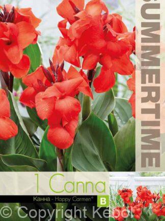 Canna Happy Carmen - RB