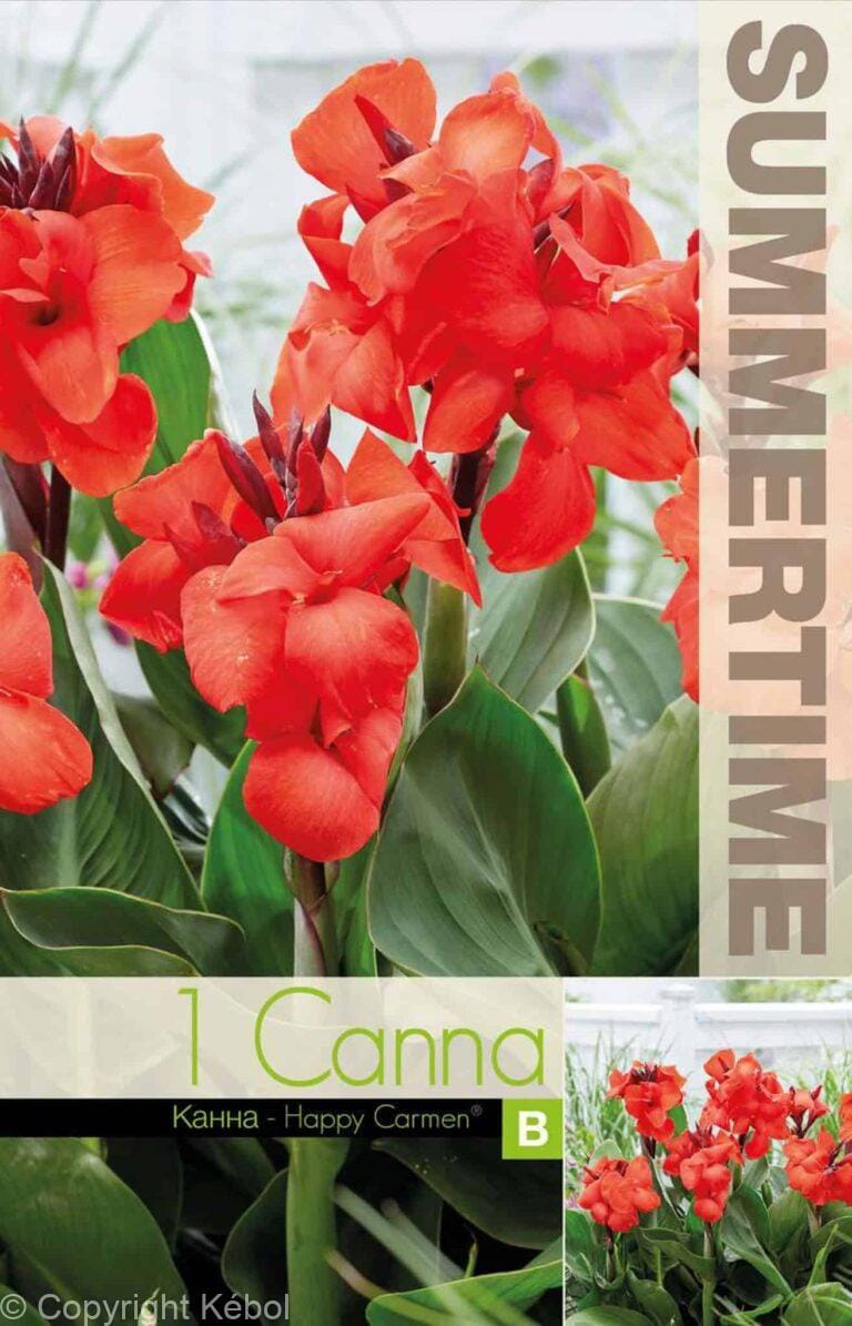 Canna Happy Carmen - RB