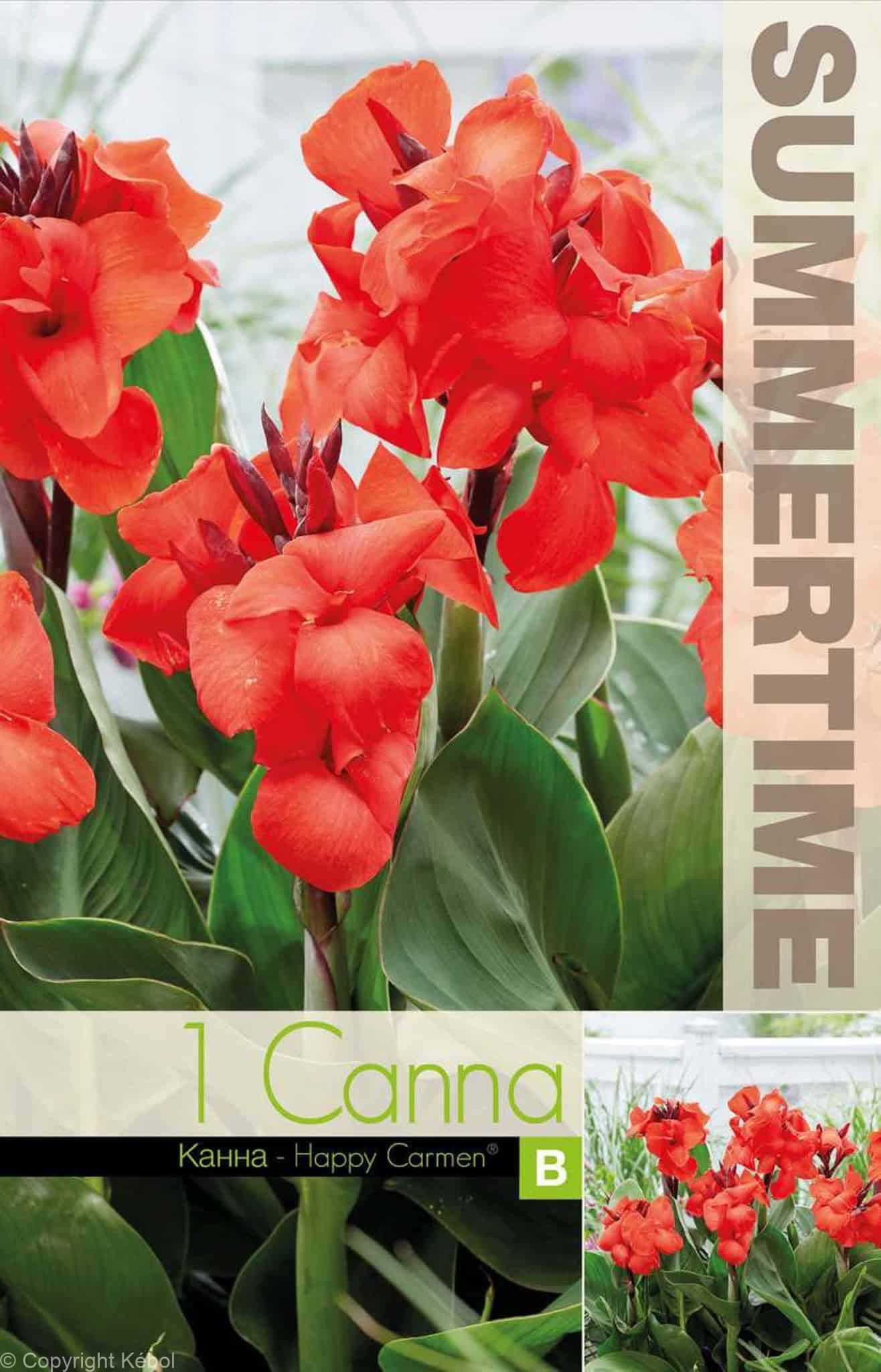 Canna Happy Carmen - RB