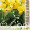 Canna Happy Emily - RB