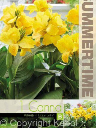 Canna Happy Emily - RB