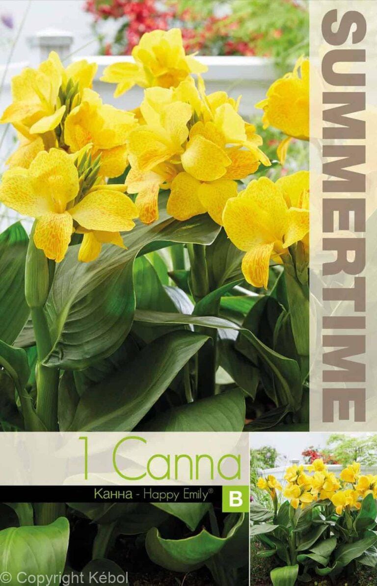 Canna Happy Emily - RB