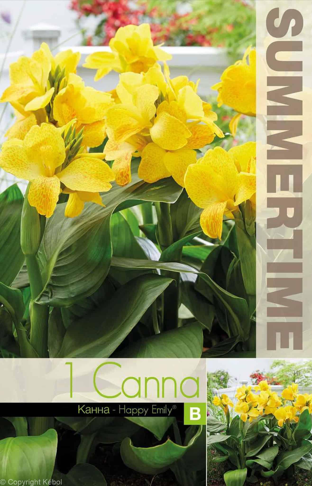 Canna Happy Emily - RB
