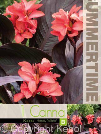 Canna Happy Wilma - RB