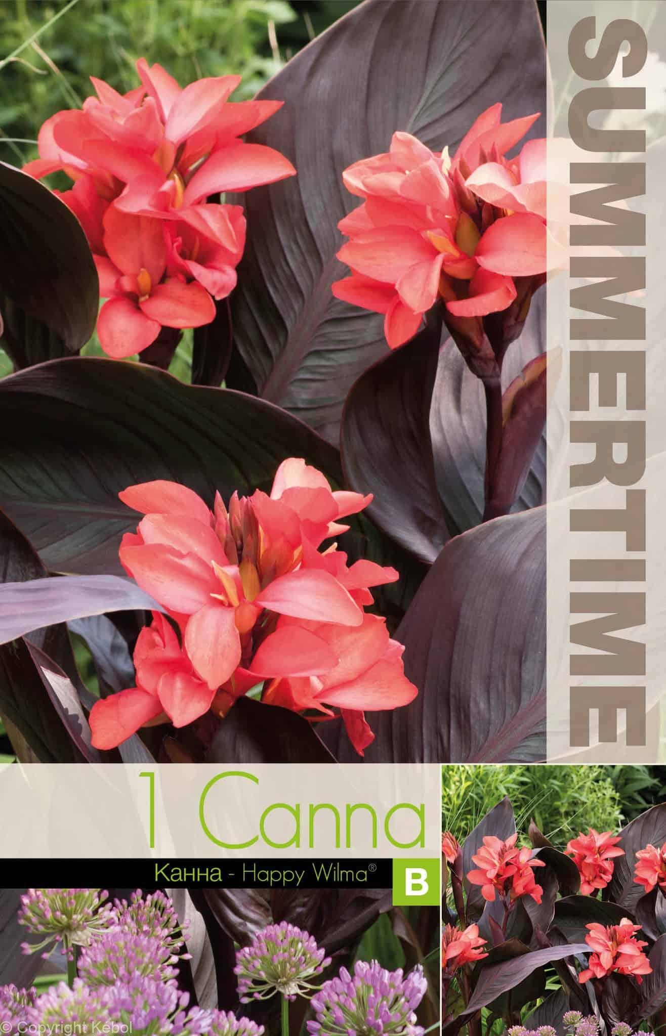 Canna Happy Wilma - RB