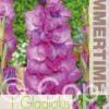 Gladiolus Evident - RB