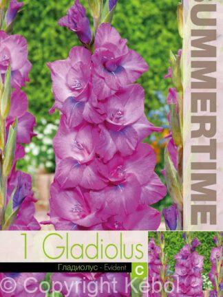 Gladiolus Evident - RB
