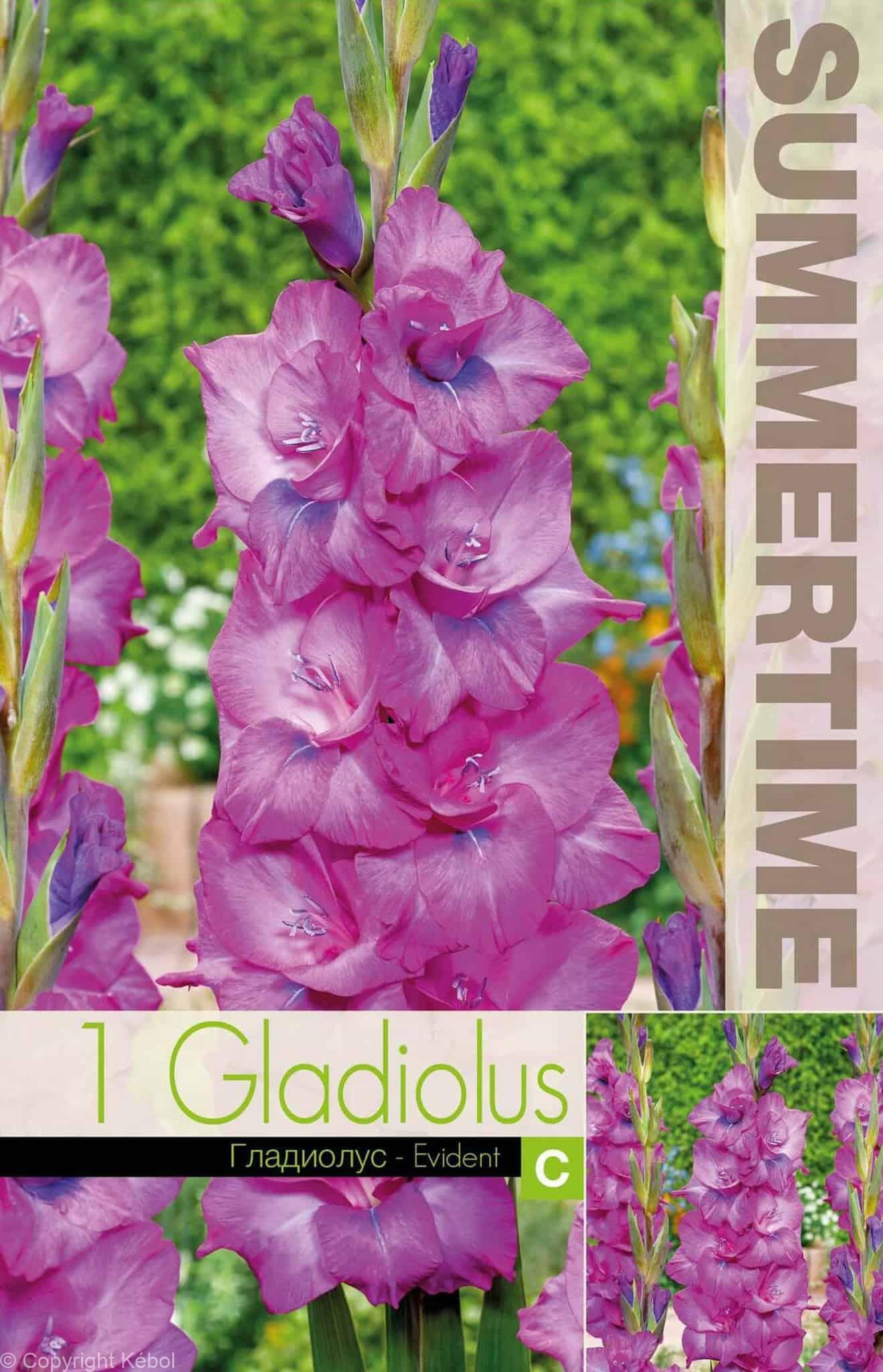 Gladiolus Evident - RB