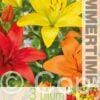 Lilium Asiatic Mixed - RB