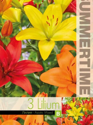 Lilium Asiatic Mixed - RB