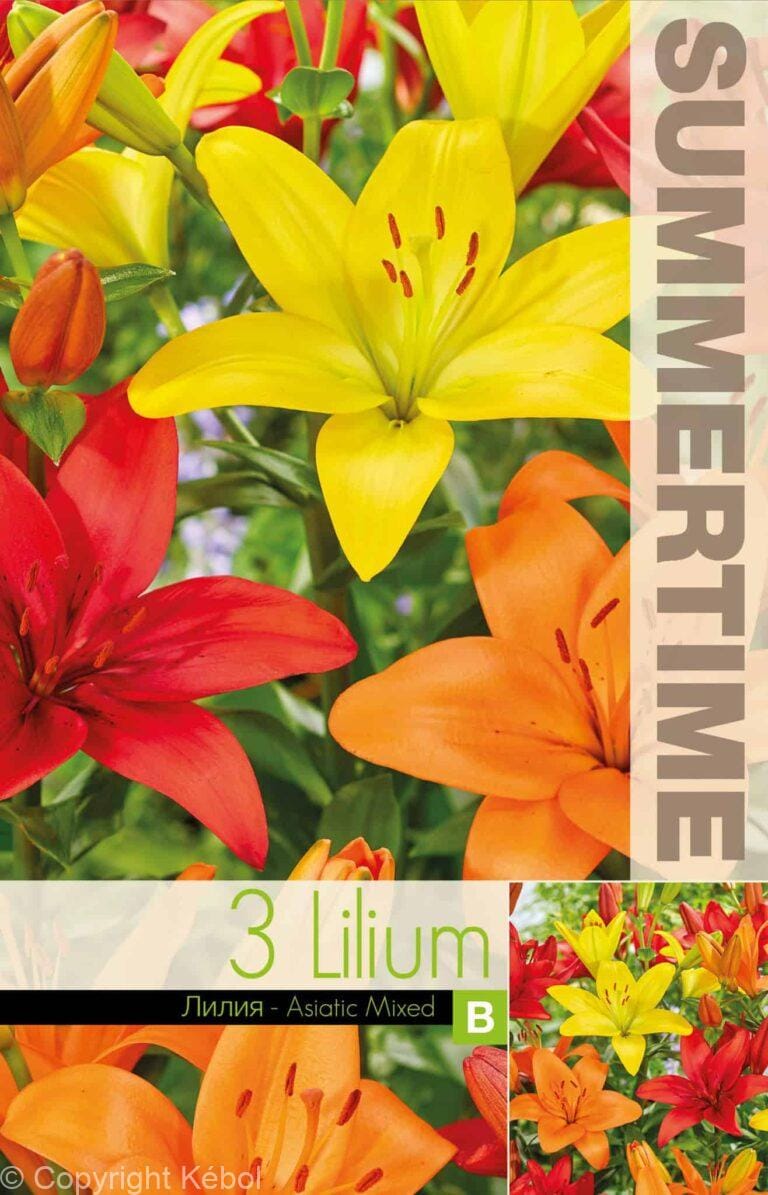 Lilium Asiatic Mixed - RB