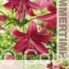Lilium Purple Marble - RB