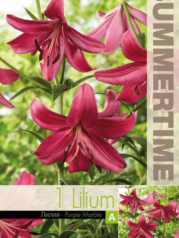 Lilium Purple Marble - RB