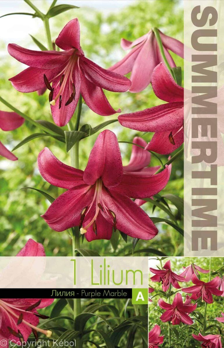 Lilium Purple Marble - RB
