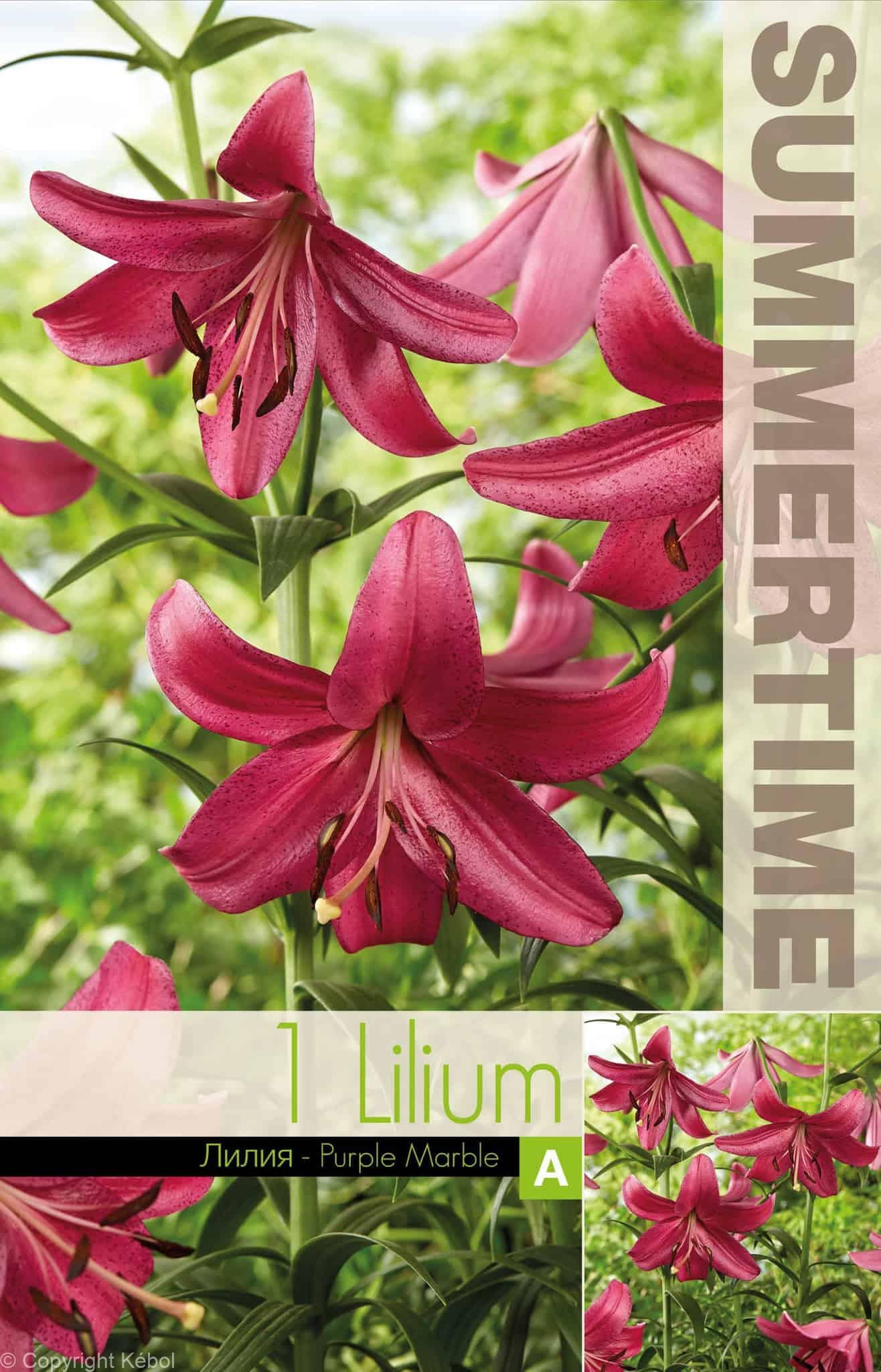 Lilium Purple Marble - RB